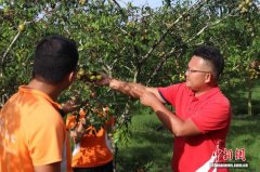 民企奋进自贸港:“ 让国人不出国门,看遍吃遍玩遍世界热带好果”